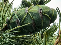 -泰州凤城河风景区-泰山公园