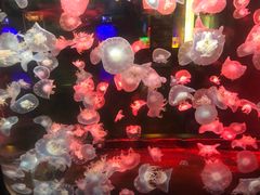 -烟台海昌鲸鲨海洋公园