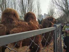 -长白岛森林公园