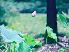 -陈家山荷花公园