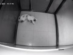 -趣玩宠物乐园寄养训犬训狗游泳池