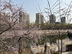 -桃花堤公园