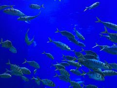 -太平洋海底世界