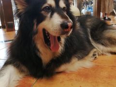 -more than meow吴止猫主题餐厅(承德 中船汇店)