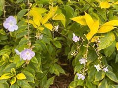 -铁山坪森林公园