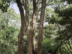 -上海佘山国家森林公园天马山园