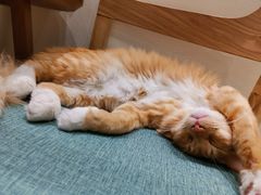 -藏猫猫咖啡主题馆(中央大道店)