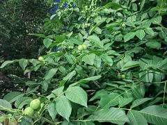 -梨木台悦来客农家院