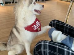 -Husky Go! 哈士奇体验馆·宠物咖啡厅狗咖