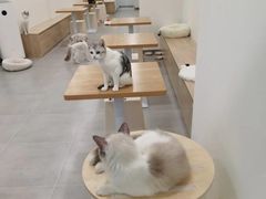 -有喵·猫咖·狗咖·30几只猫10只小狗(岗厦店)