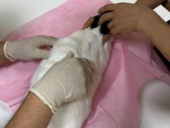 -北京观赏动物医院·24小时大型综合·猫专科·异宠专科
