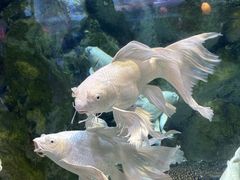 -正佳极地海洋世界