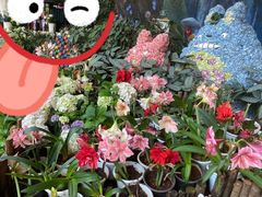-花之城
