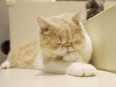 -飞行喵MR PILOT|猫舍·猫咖(静安大融城店)