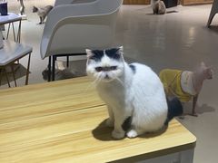 -藏猫猫咖啡主题馆(中央大道店)