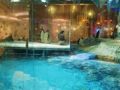 -帝企鹅自助餐厅•儿童岛•真企鹅(长隆企鹅酒店)