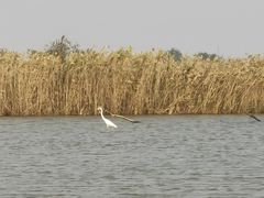 -盐城丹顶鹤湿地生态旅游区
