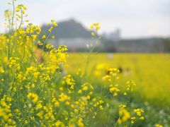 -光明小镇欢乐田园