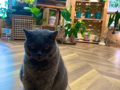 -Rabbit Cafe私房西餐甜点咖啡(栖霞路店)