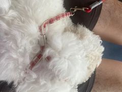 -顺强宠物诊所·狂犬免疫·夜诊·骨科(嘉定店)