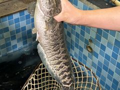 -九寨沟石锅鱼(沣峪口二十年店)