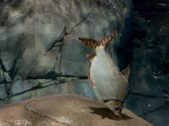 -上海海洋水族馆