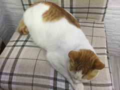 -好面道大肠面(中华路店)