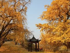 -千年银杏谷文化旅游区