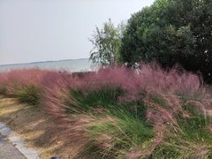 -阳澄湖半岛旅游度假区