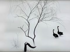 -BLACKSWAN黑天鹅(环球店)
