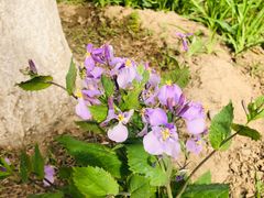-奥林匹克森林公园北园-停车场