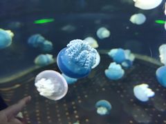 -芜湖新华联大白鲸海洋公园