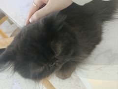 -喵园·猫主题咖啡厅·撸猫·猫咖(国贸店)