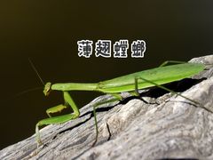 -北京西山国家森林公园