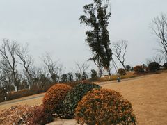 -九科绿洲