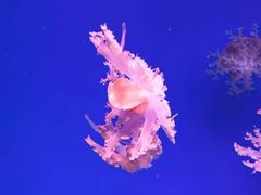 -芜湖新华联大白鲸海洋公园