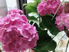 -金科花卉市场