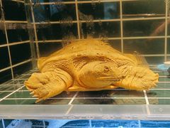 -雍容荟帝王蟹活龙虾展台自助(IFS黑金店)