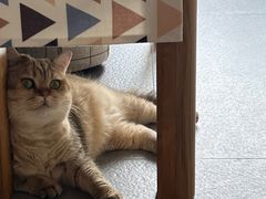 -美联众合动物医院·24h转诊中心