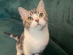 -猫大福·Fortune Cat猫舍(百子湾店)