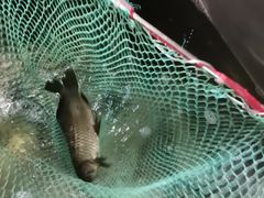 -海泉湾竹筒饭·瘦身水库大头鱼(从化温泉镇店)