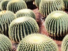 -昆明植物园
