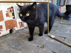 -喵屿·大理花园猫咖