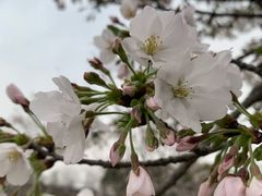 -苏州上方山国家森林公园