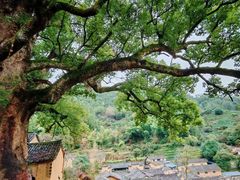 -杨家堂村