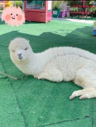 -萌宠亲子动物乐园(槐房万达店)