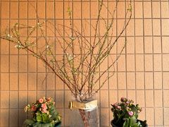 -双季花艺园艺市场(浦东店)