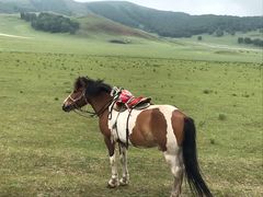 -塞罕坝国家级自然保护区