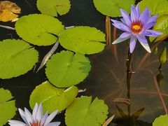 -国家植物园南园