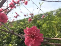 -百万葵园